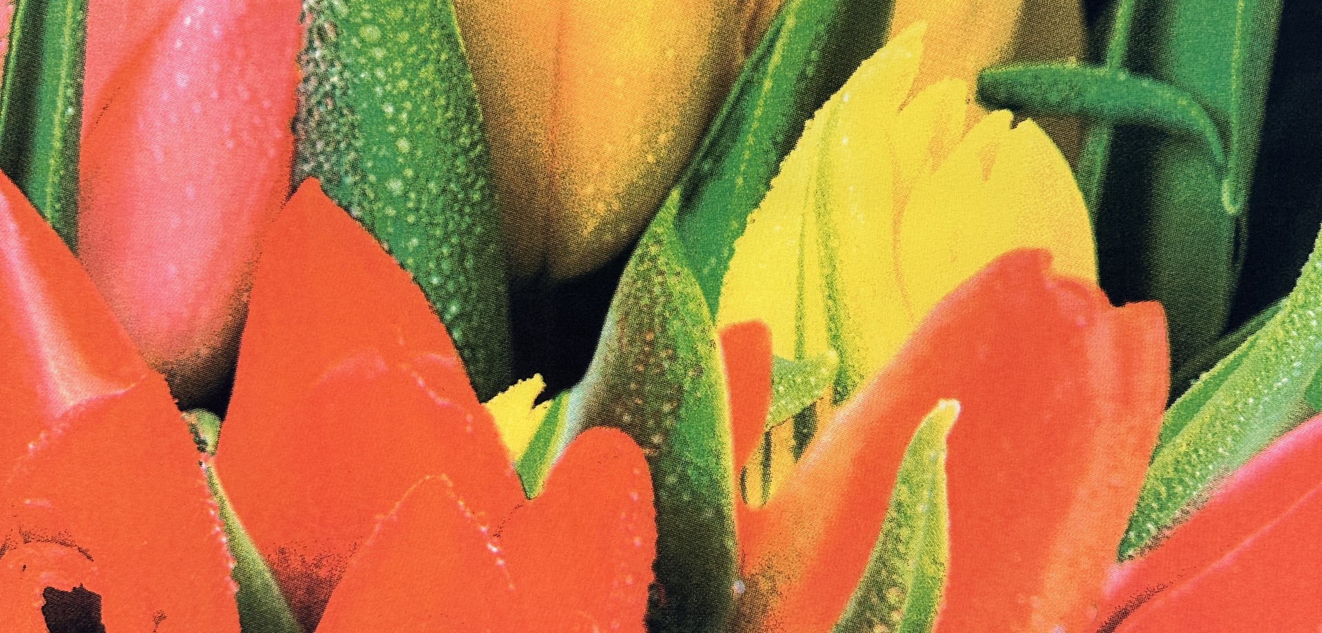 Rote Tulpen und Gelbe Tulpen