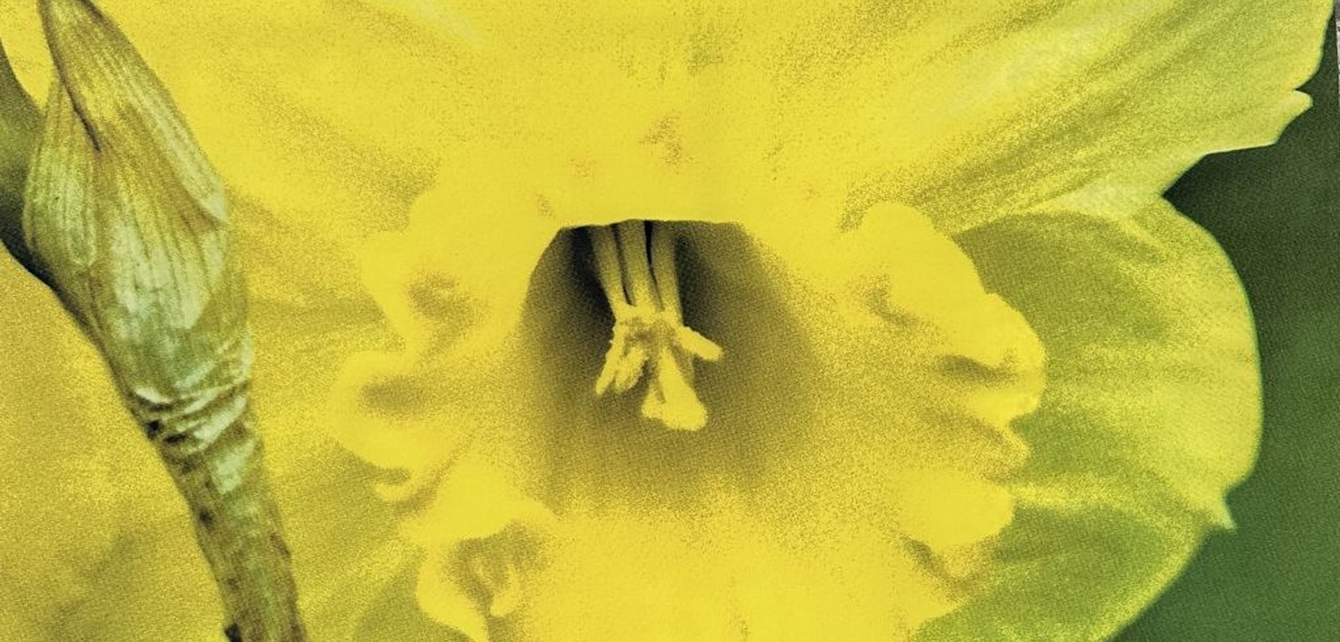 Gelbe Tulpe